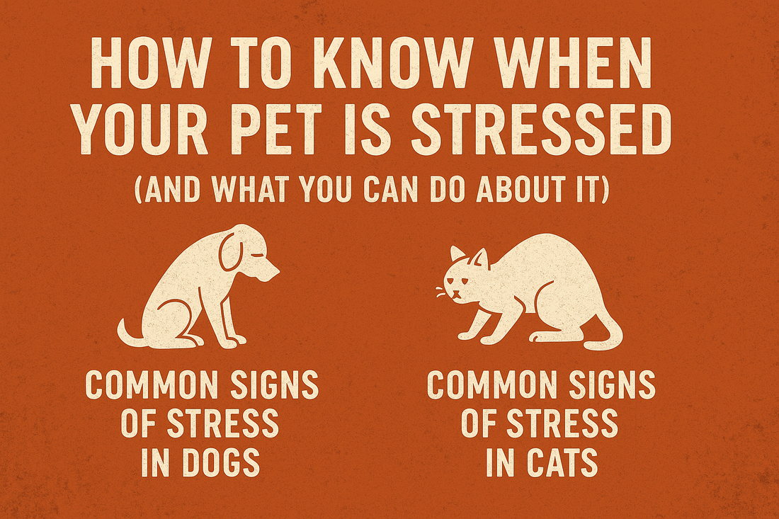 When to know your pet is stressed?