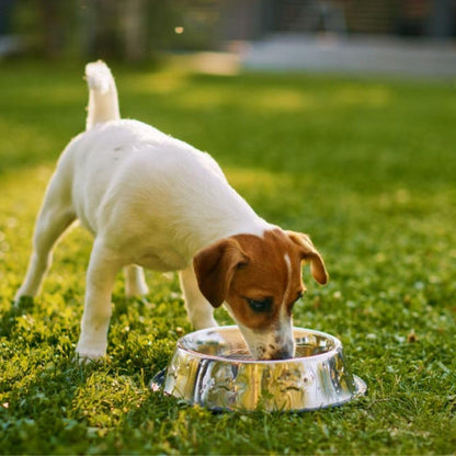 Stainless Steel Dog Bowl No Mess Non Spill Dog Water Bowl Rubber Base Dog Bowls for Medium Sized Dog, Food and Water Dish, Pet Food Holder, 22 Cm