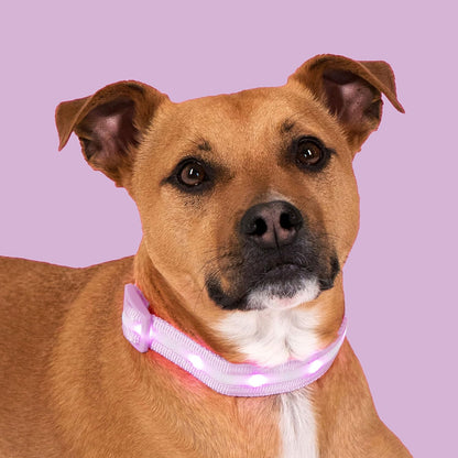 Light up Dog Collar - the Original LED Dog Collar - USB Rechargeable - Waterproof - 1,000 Feet of Visibility - Dog Collar Light for Small, Medium, Large Dogs - USA Brand