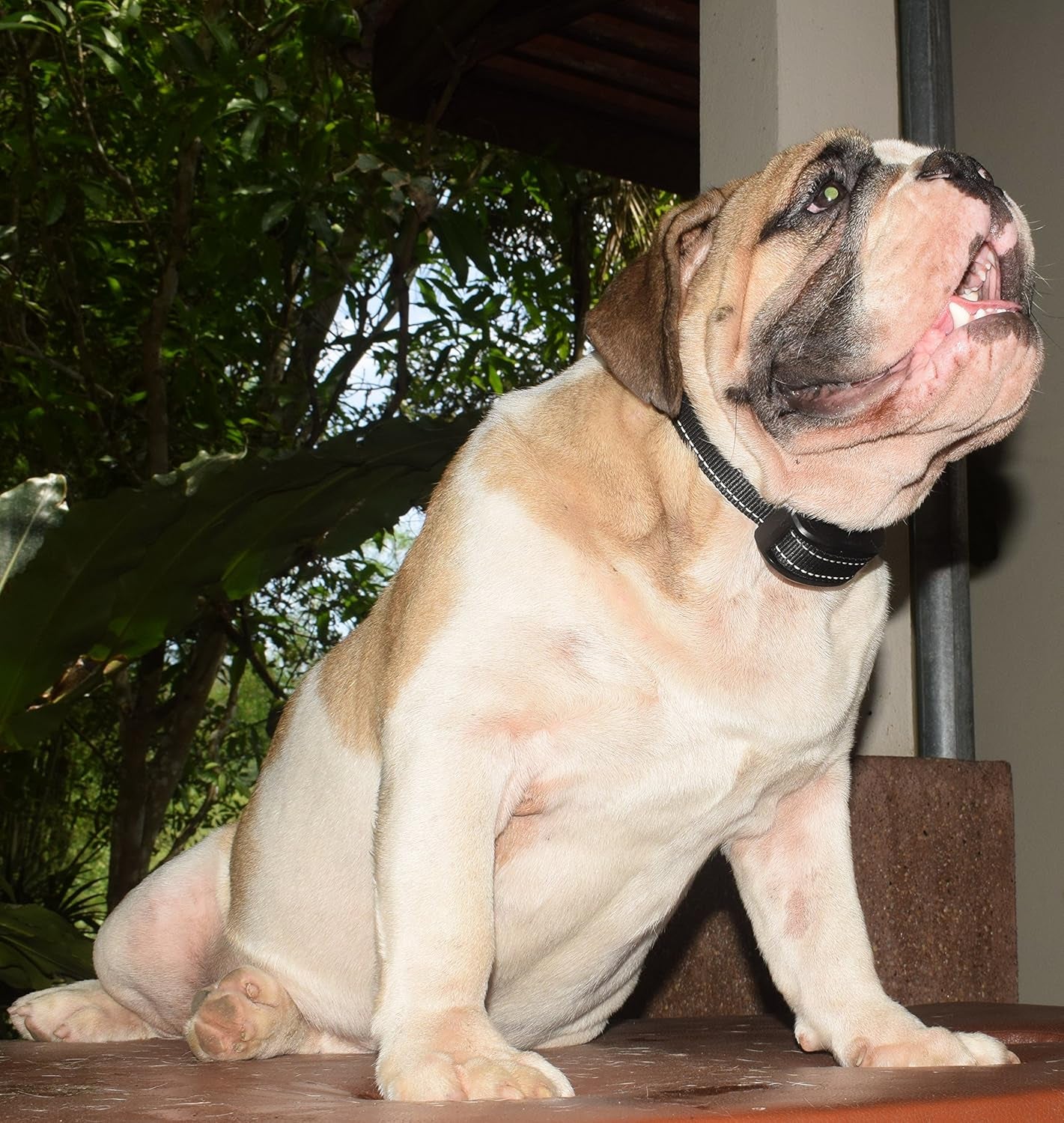 Dog Training Clicker Kit # 1 - 6 X Dog Training Clickers, 1 X Basic Training Clicker Book, 5 X Dog Training E-Books