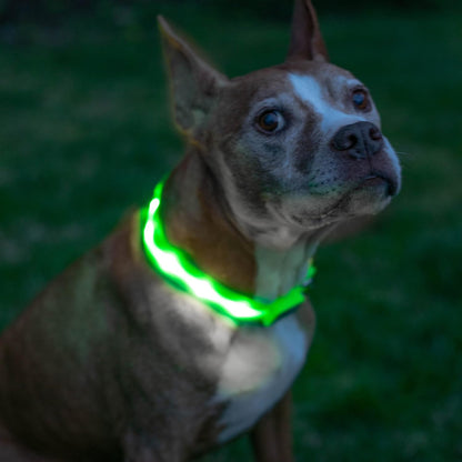 Light up Dog Collar - the Original LED Dog Collar - USB Rechargeable - Waterproof - 1,000 Feet of Visibility - Dog Collar Light for Small, Medium, Large Dogs - USA Brand