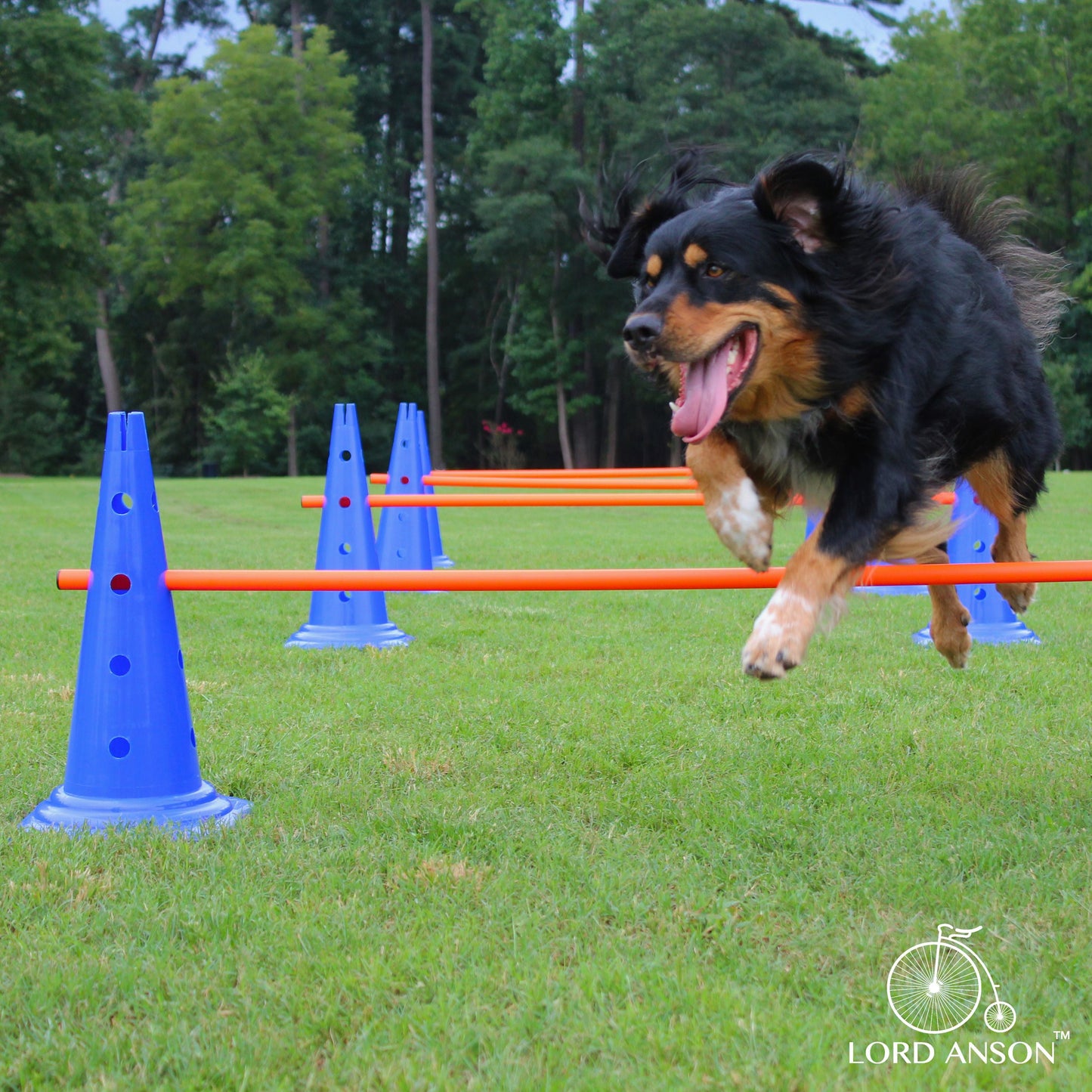 Trade; Dog Agility Hurdle Cone Set - Canine Agility Training Set - Obedience, Agility, and Rehabilitation - 8 Agility Cones and 4 Agility Rods