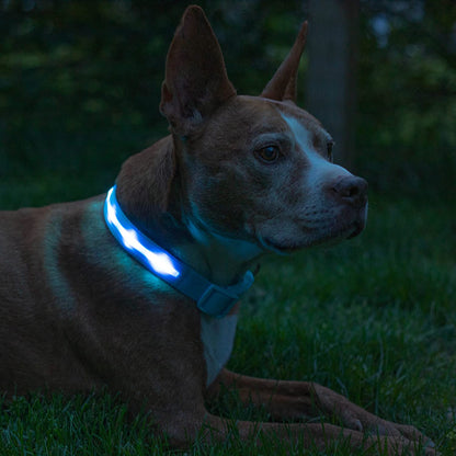 Light up Dog Collar - the Original LED Dog Collar - USB Rechargeable - Waterproof - 1,000 Feet of Visibility - Dog Collar Light for Small, Medium, Large Dogs - USA Brand