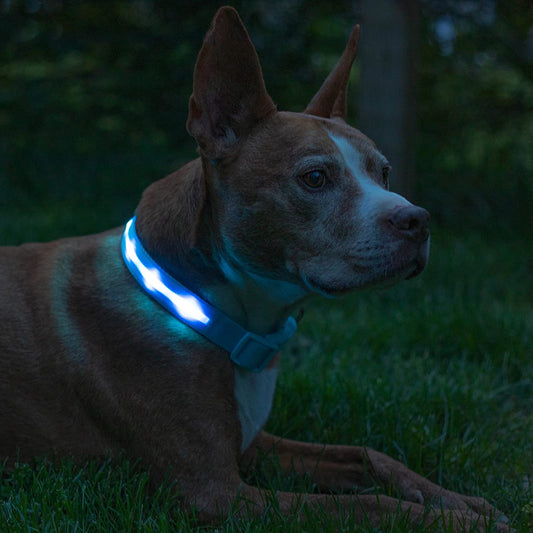 Light up Dog Collar - the Original LED Dog Collar - USB Rechargeable - Waterproof - 1,000 Feet of Visibility - Dog Collar Light for Small, Medium, Large Dogs - USA Brand
