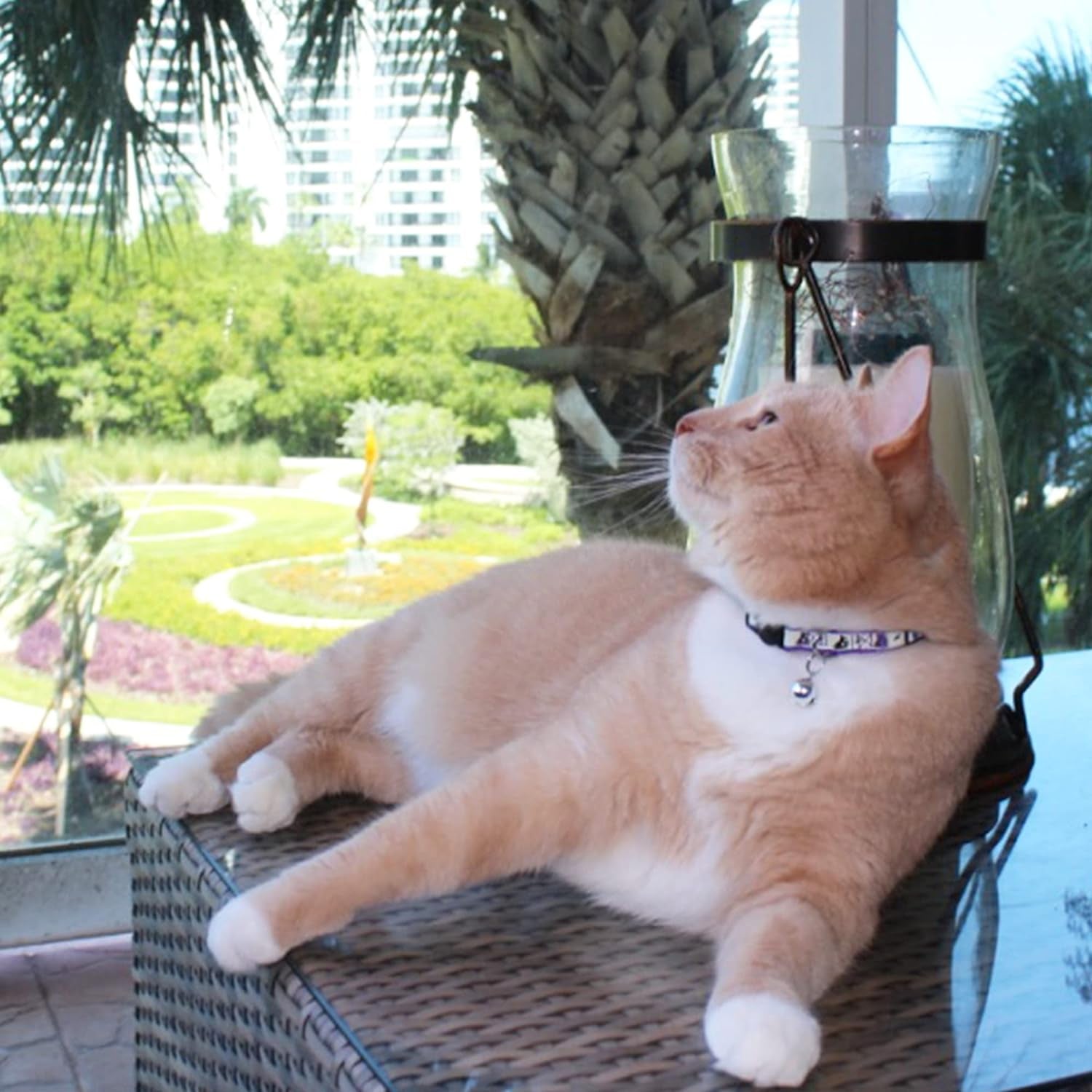 Glow in the Dark Cat Collar Kitten Collar with Safety Buckle and Removable Bell - Teal