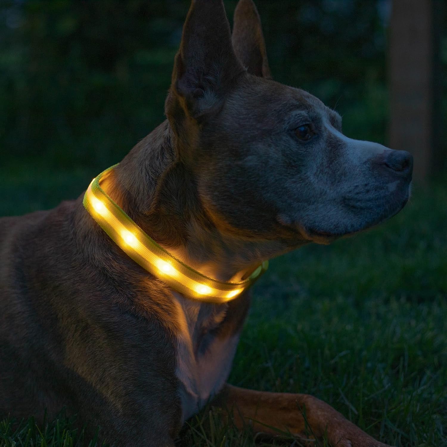 Light up Dog Collar - the Original LED Dog Collar - USB Rechargeable - Waterproof - 1,000 Feet of Visibility - Dog Collar Light for Small, Medium, Large Dogs - USA Brand