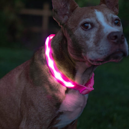 Light up Dog Collar - the Original LED Dog Collar - USB Rechargeable - Waterproof - 1,000 Feet of Visibility - Dog Collar Light for Small, Medium, Large Dogs - USA Brand