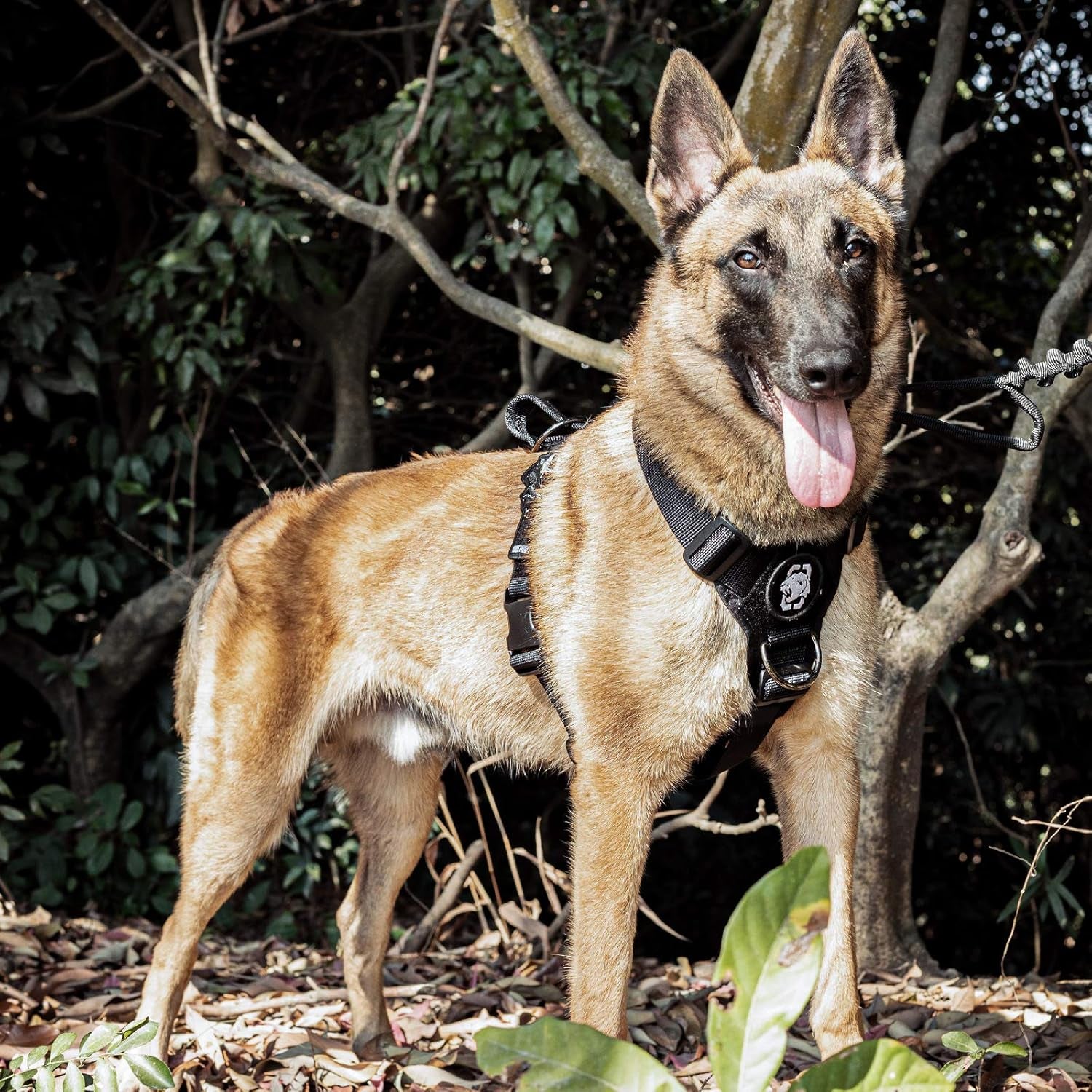 Lightweight No Pull Dog Harness - Perfect for Walking & Hiking All-Day Wear with Small, Medium & Large Dogs (Black, M)