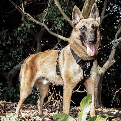 Lightweight No Pull Dog Harness - Perfect for Walking & Hiking All-Day Wear with Small, Medium & Large Dogs (Black, M)