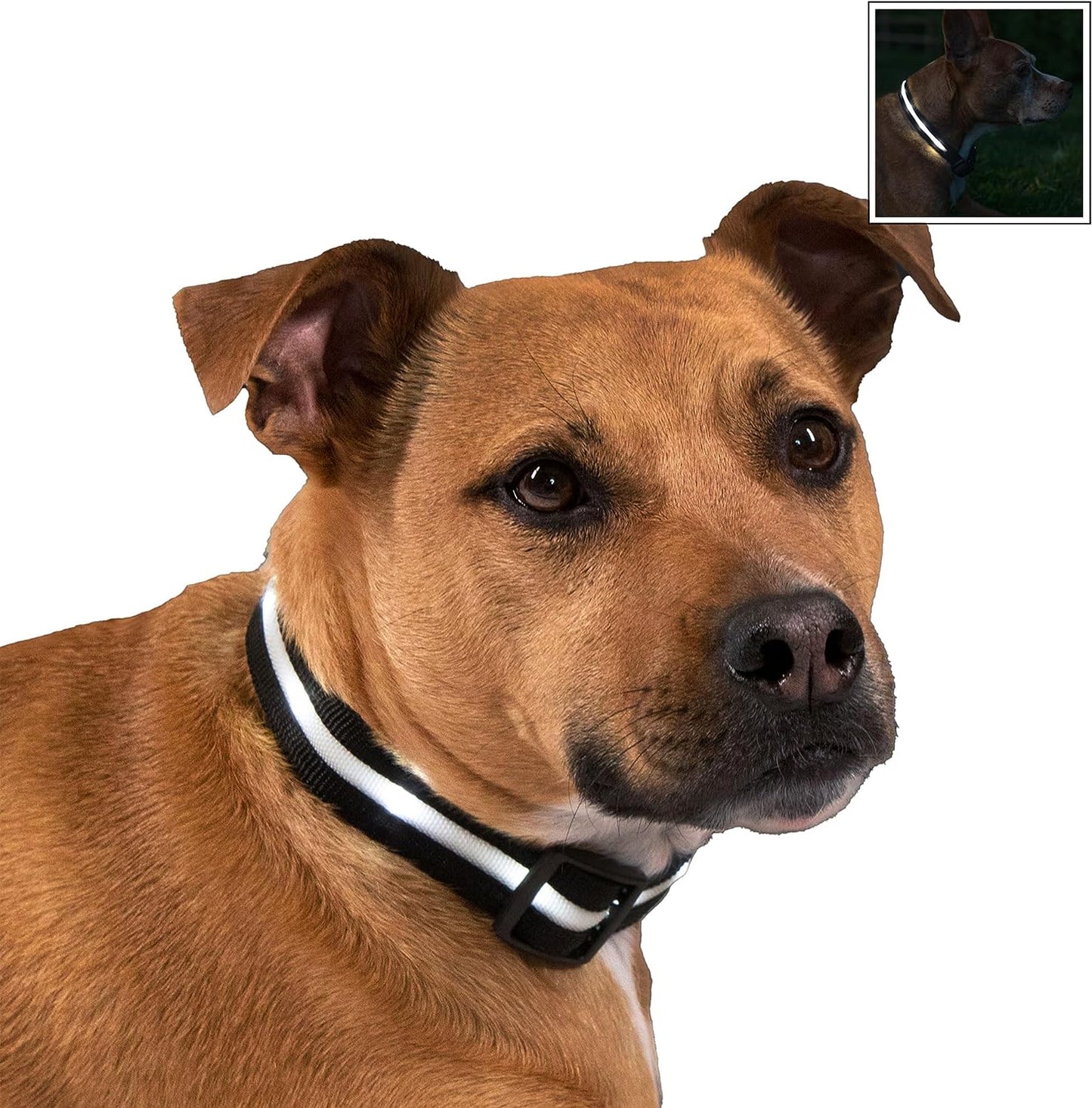 Light up Dog Collar - the Original LED Dog Collar - USB Rechargeable - Waterproof - 1,000 Feet of Visibility - Dog Collar Light for Small, Medium, Large Dogs - USA Brand