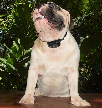 Dog Training Clicker Kit # 1 - 6 X Dog Training Clickers, 1 X Basic Training Clicker Book, 5 X Dog Training E-Books