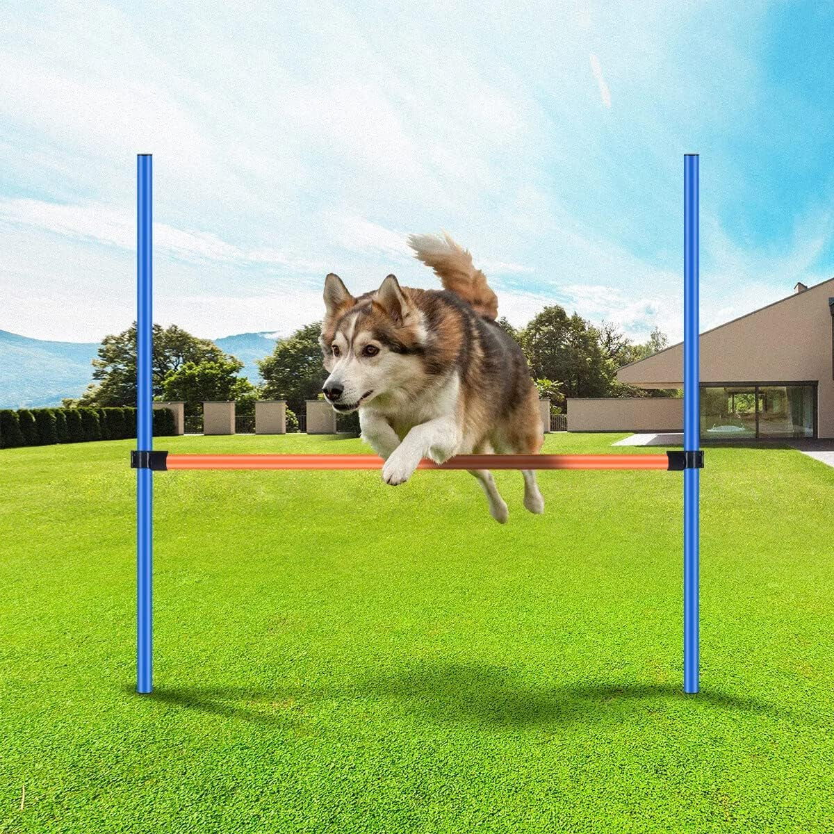 Dog Training Exercise Equipment, Dog Agility Training Equipment, Jump Training Hurdles Equipment,Playground Equipment Outdoor