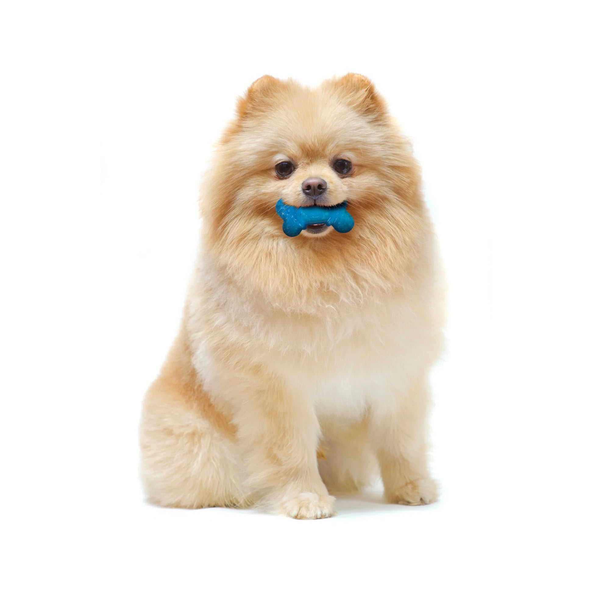 Moderate Chew Flexichew Bone Peanut Butter & Bacon Orange & Blue Xx-Small/Tiny - up to 8 Lbs. (2 Count)