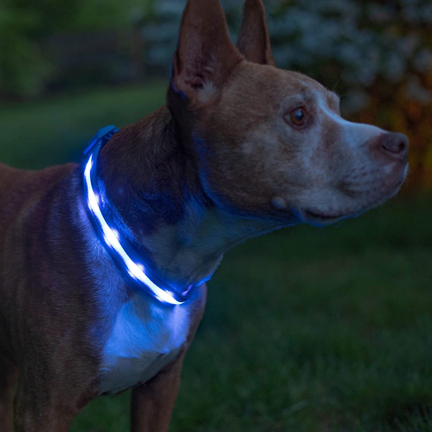 Light up Dog Collar - the Original LED Dog Collar - USB Rechargeable - Waterproof - 1,000 Feet of Visibility - Dog Collar Light for Small, Medium, Large Dogs - USA Brand